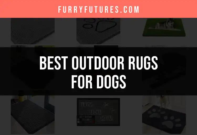 15 Best Outdoor Rugs for Dogs to Enhance Your Space