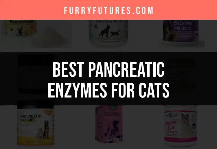 15 Best Pancreatic Enzymes for Cats to Improve Digestion