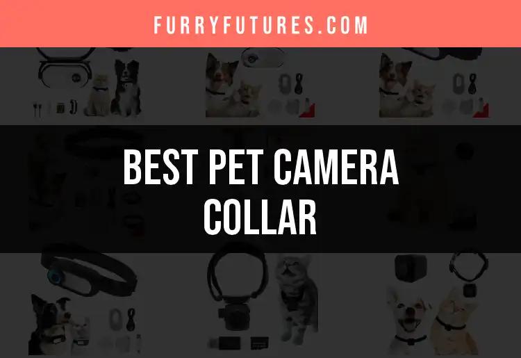 15 Best Pet Camera Collars for Pawsome Peace of Mind