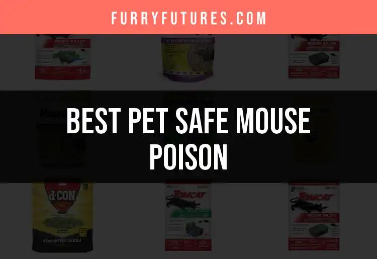 15 Pet Safe Mouse Poison Options for Peace of Mind