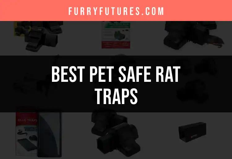 17 Pet Safe Rat Traps: Find the Best Options Today