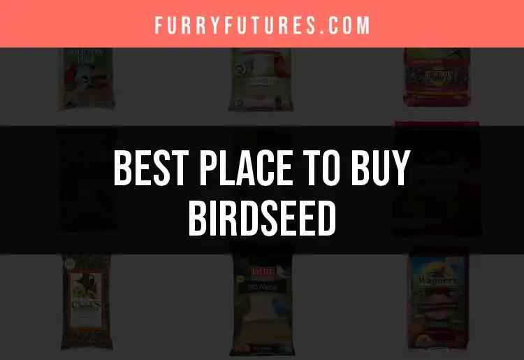 Top 10 Places to Buy Birdseed for Happy Feathered Friends