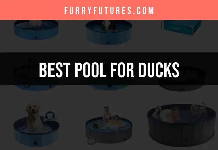 15 Best Pools for Ducks to Keep Them Splashing Happy