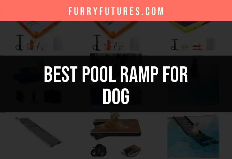 14 Best Pool Ramps for Dogs: Dive Into Quality Choices