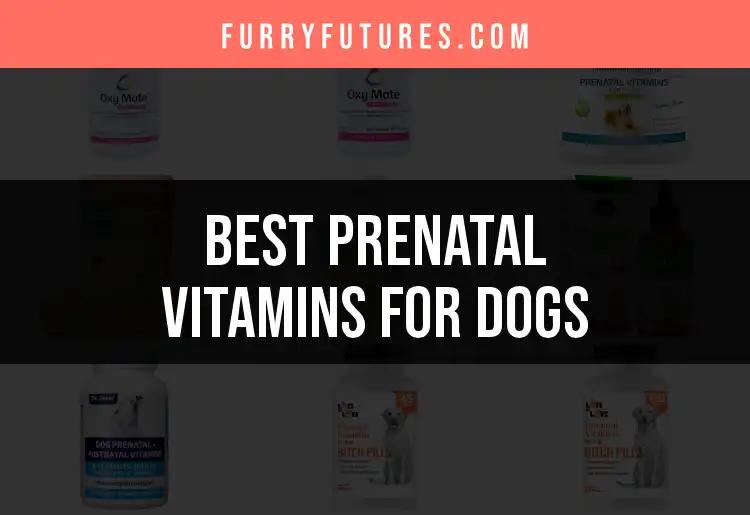 14 Best Prenatal Vitamins for Dogs to Boost Maternal Health