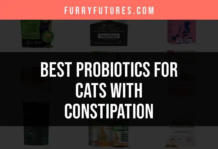 13 Best Probiotics for Cats With Constipation