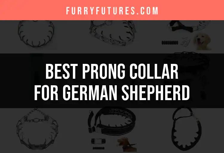 11 Best Prong Collars for Your German Shepherd Revealed