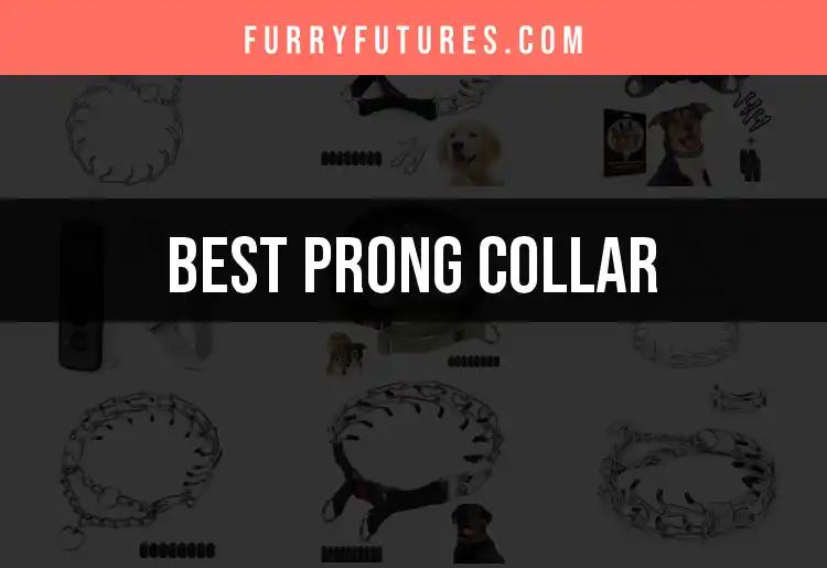 12 Best Prong Collars for Safe and Effective Training