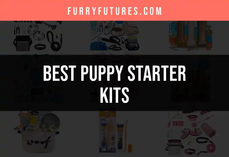 12 Essential Puppy Starter Kits for New Pet Parents