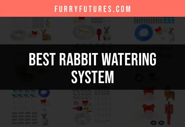Top 10 Rabbit Watering Systems You Need to Consider