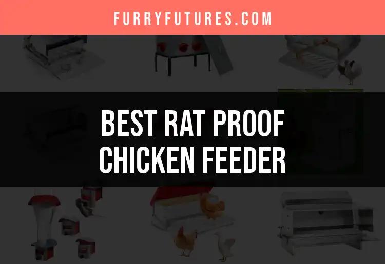 14 Must-Have Rat Proof Chicken Feeders for Your Coop