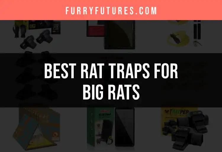 17 Best Rat Traps for Big Rats to Consider