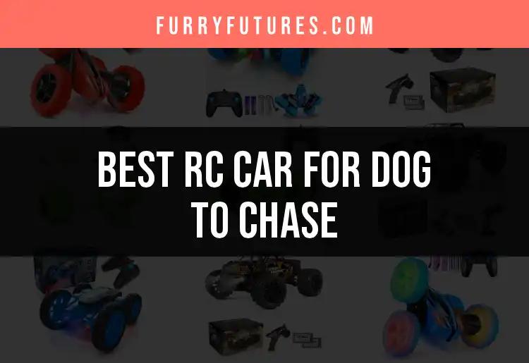 15 Best RC Cars for Dogs to Chase and Enjoy