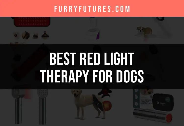 15 Best Red Light Therapy Devices for Dogs