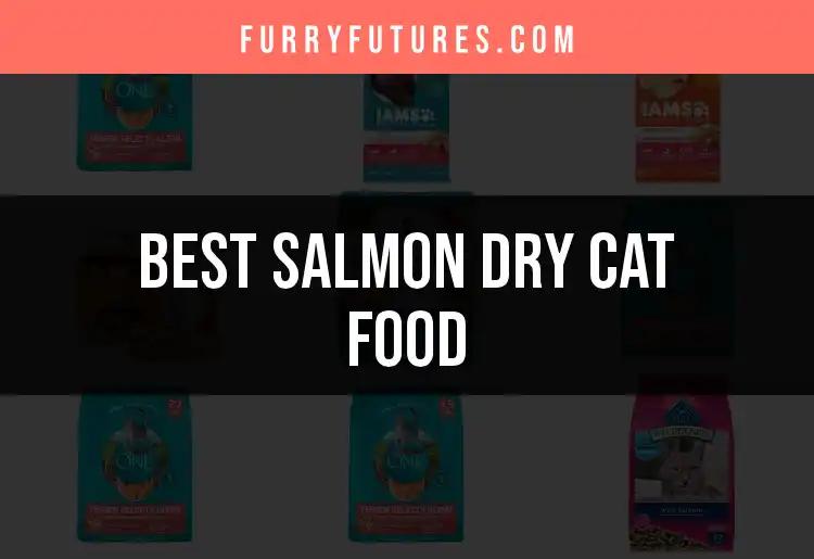 12 Top Salmon Dry Cat Foods for Your Feline Friend
