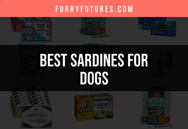 12 Best Sardines for Dogs: A Tasty Treat Guide