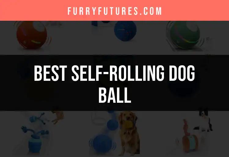 12 Best Self-Rolling Dog Balls for Endless Fun