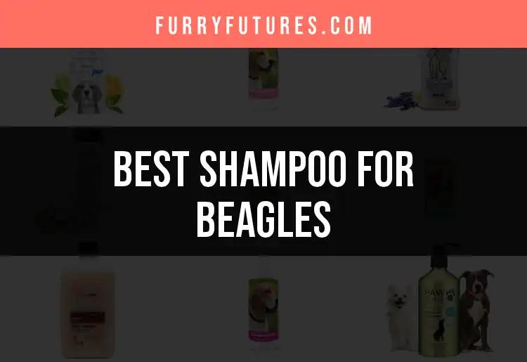 18 Must-Have Shampoos for Beagles: Our Top Picks