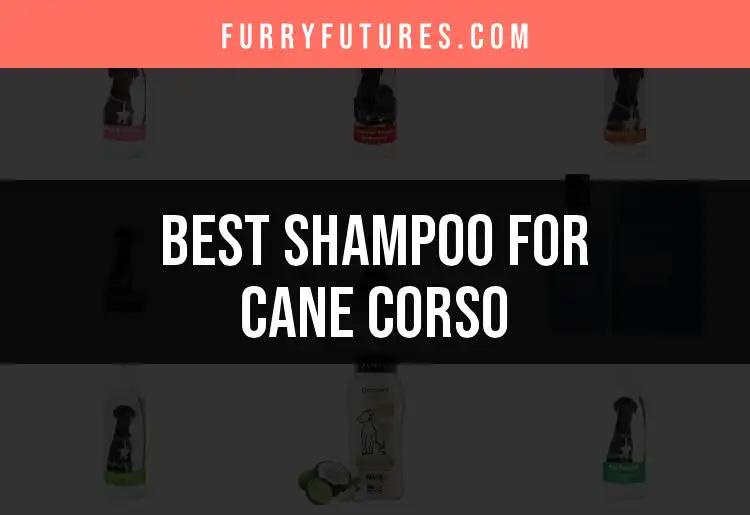15 Best Shampoos for Cane Corso: Our Top Picks
