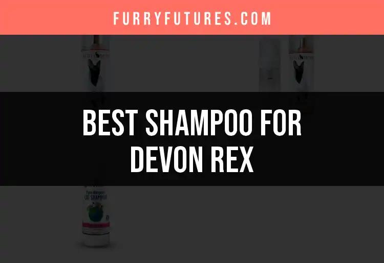 3 Top Shampoos for Your Devon Rex's Unique Coat