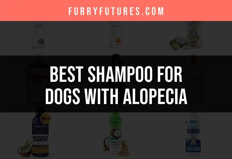 19 Best Shampoos for Dogs with Alopecia Uncovered