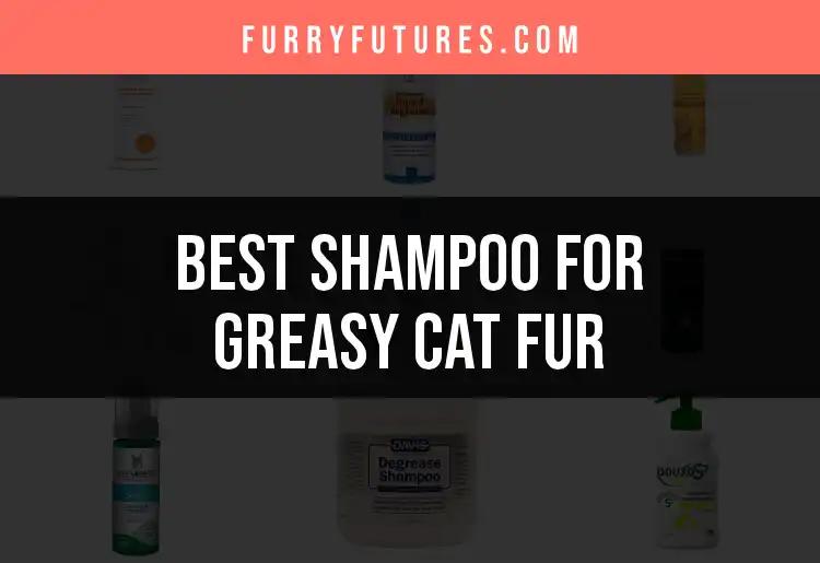 19 Best Shampoos for Greasy Cat Fur Solutions