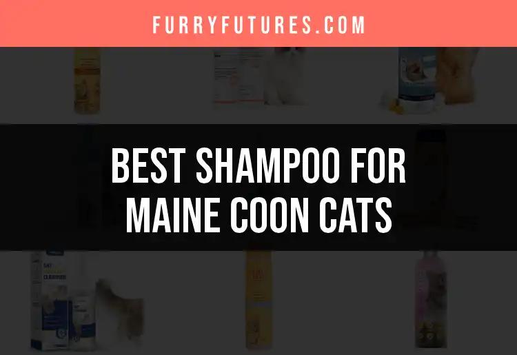 18 Best Shampoos for Maine Coon Cats You’ll Love