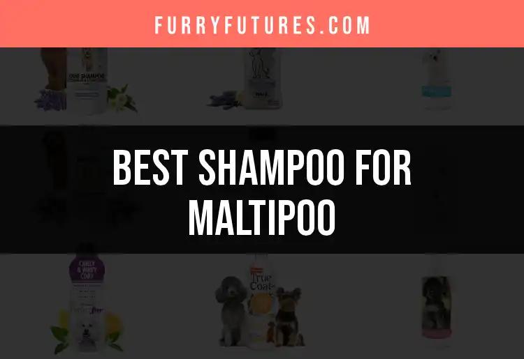 18 Best Shampoos for Maltipoo: Our Top Picks Revealed