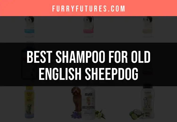 18 Best Shampoos for Old English Sheepdogs Revealed