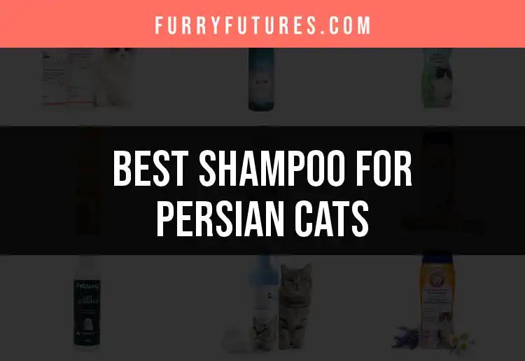 18 Best Shampoos for Persian Cats You Should Consider