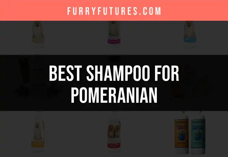 15 Best Shampoos for Pomeranians You Can Trust