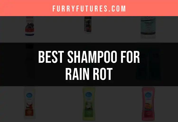 Top 10 Shampoos for Rain Rot: Find Your Perfect Match
