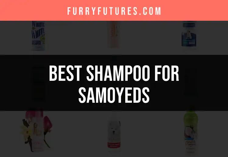 13 Best Shampoos for Samoyeds to Keep Their Coat Fluffy