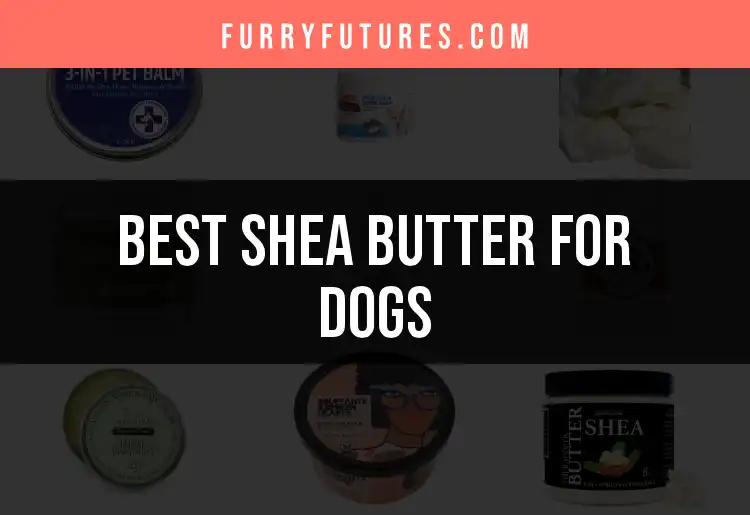 18 Must-Have Shea Butter For Dogs: The Ultimate Guide