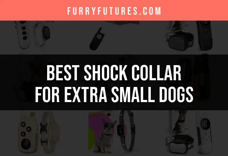 17 Best Shock Collars for Extra Small Dogs to Consider