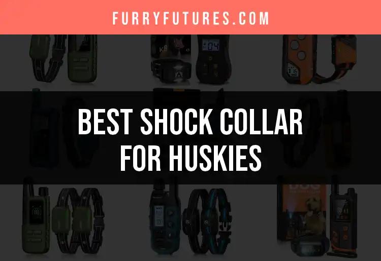 17 Best Shock Collars for Huskies: A Quick Guide
