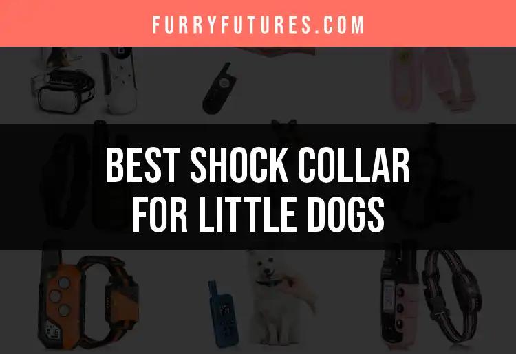 17 Best Shock Collars for Little Dogs You Should Consider