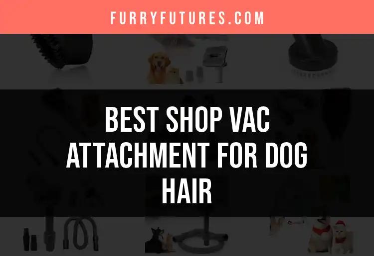 12 Best Shop Vac Attachments for Dog Hair You Need