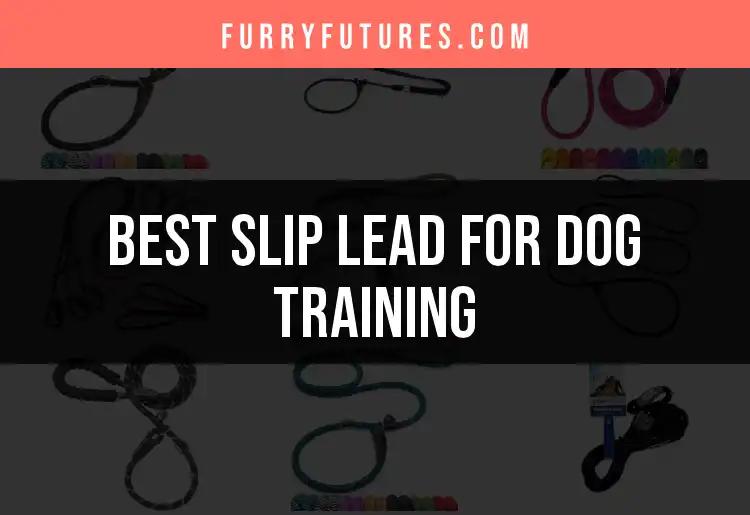 14 Best Slip Leads for Dog Training You Should Consider