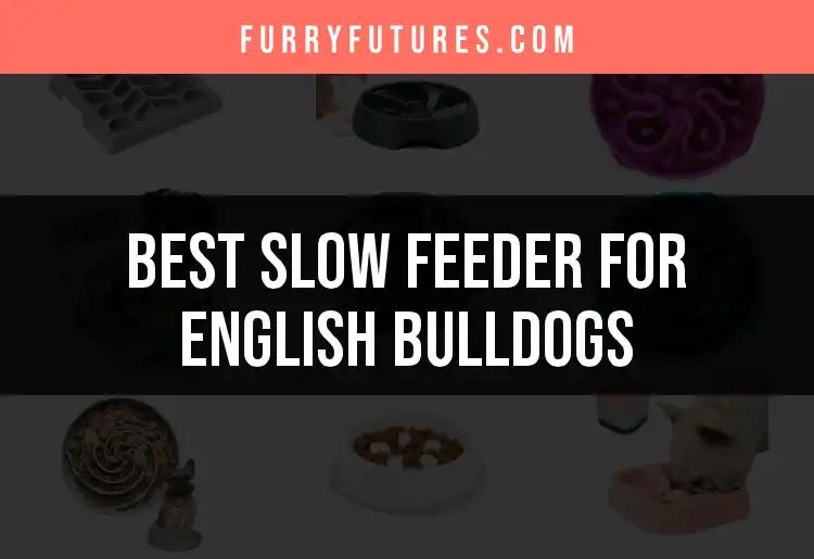 12 Best Slow Feeders for English Bulldogs to Try Today