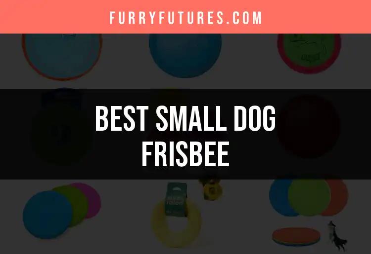 12 Ultimate Small Dog Frisbees for Playtime Fun