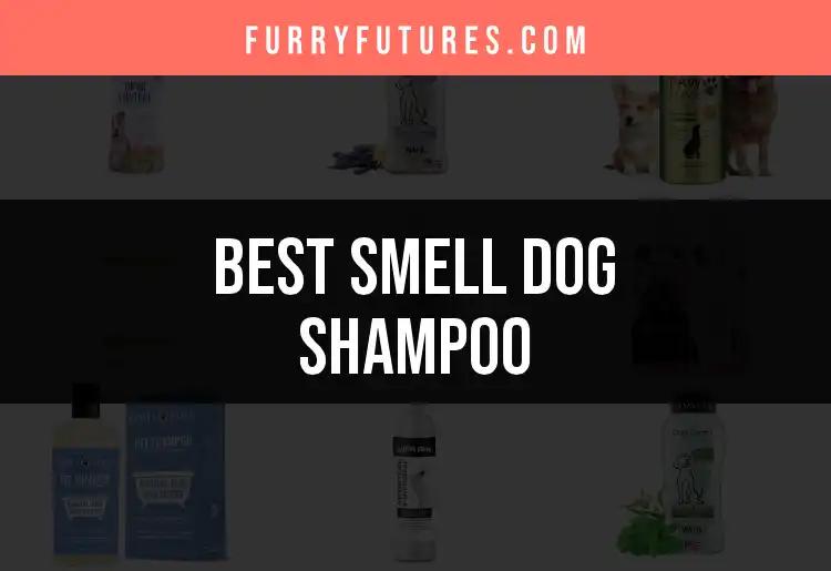19 Best Smell Dog Shampoos for a Fresh-Faced Pup