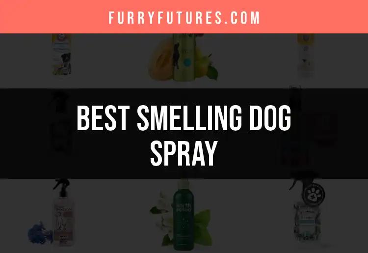 14 Top Smelling Dog Sprays for a Fresh Pet Home