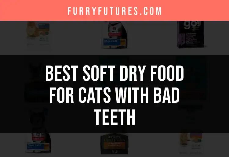 18 Best Soft Dry Foods for Cats with Bad Teeth