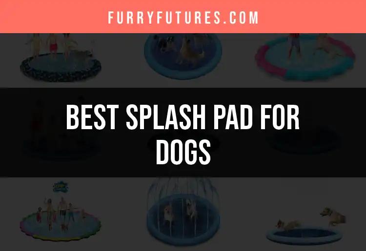 17 Best Splash Pads for Dogs to Keep Them Cool