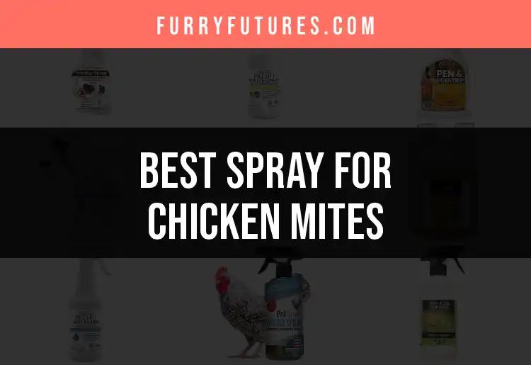 The 13 Best Sprays for Chicken Mites You'll Want to Try