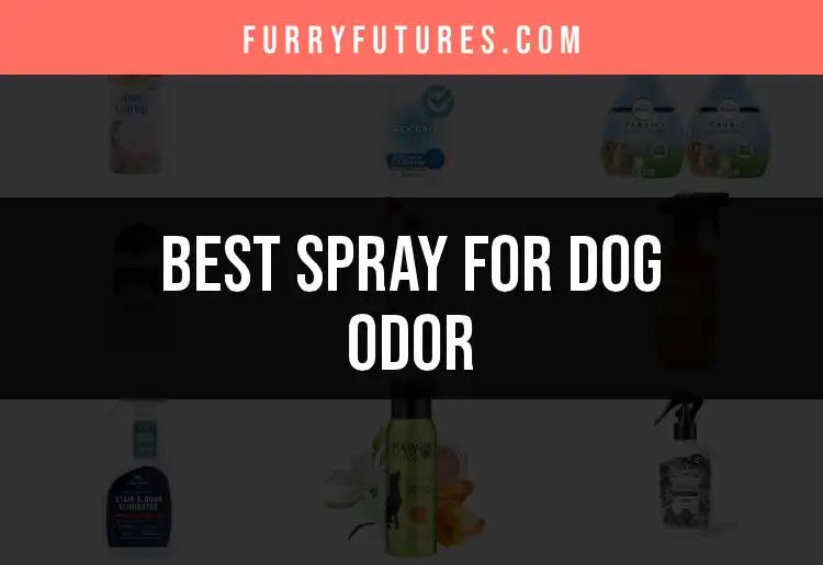 19 Best Sprays for Dog Odor That Really Work