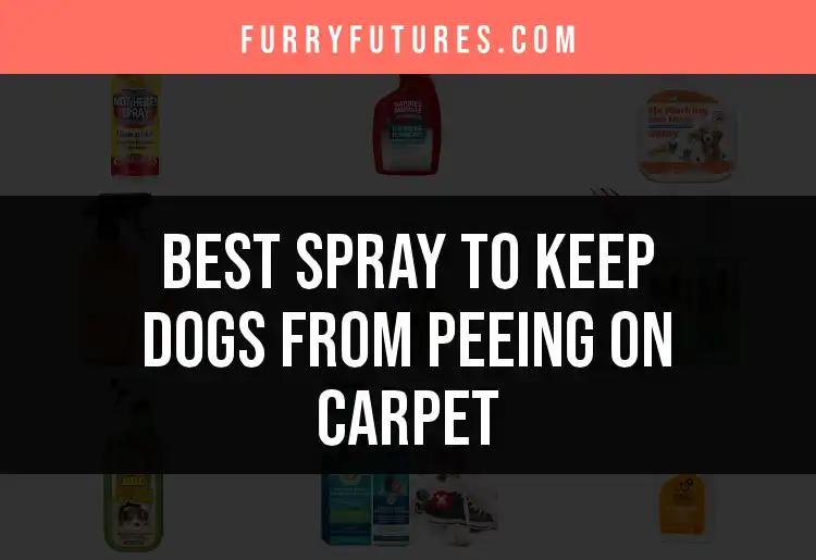 19 Best Sprays to Keep Dogs from Peeing on Carpet