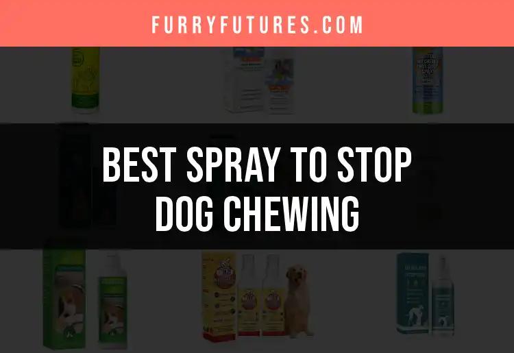 15 Best Sprays to Stop Dog Chewing and Save Your Furniture