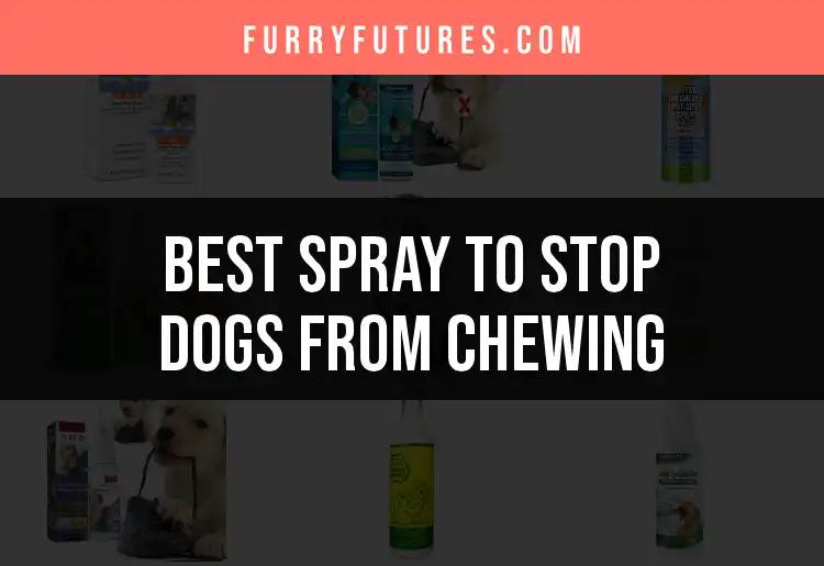 15 Effective Sprays to Stop Dogs From Chewing